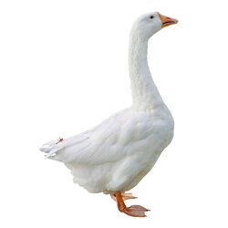 Husacie mäso
