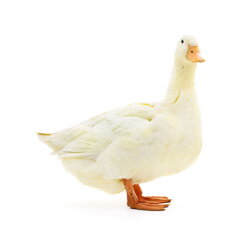 Kačacie mäso
